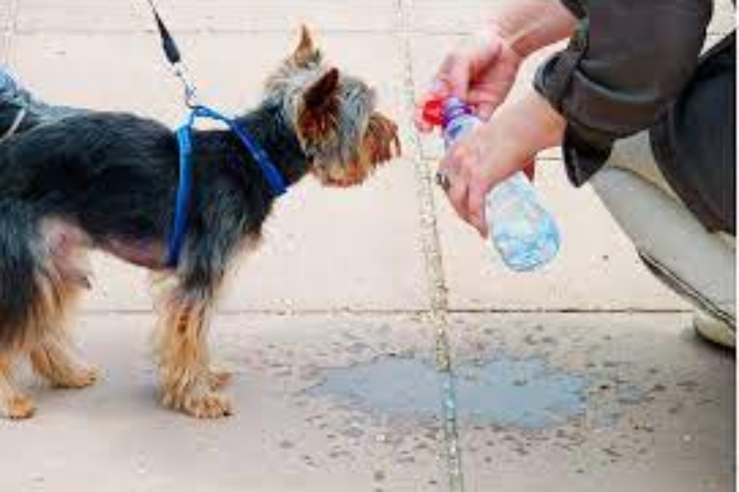 Persona dando agua a su perro