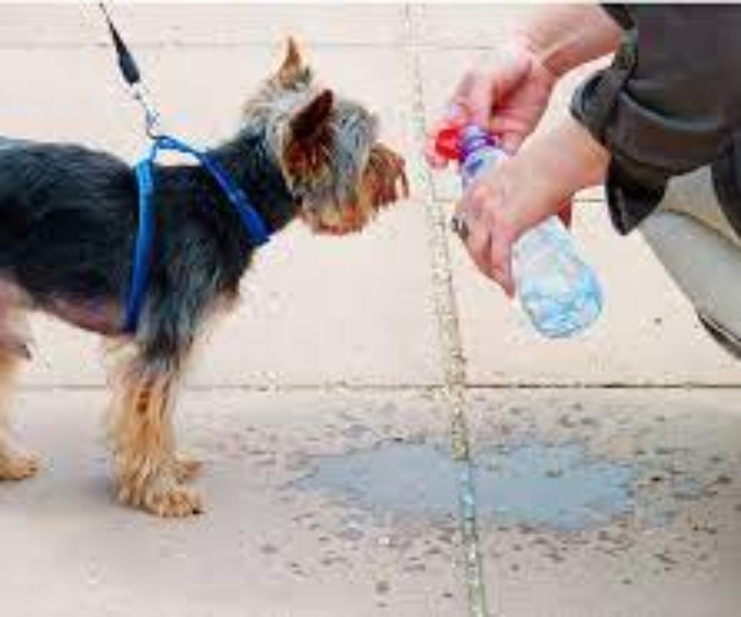 Persona dando agua a su perro